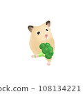cute little hamster with Broccoli 108134221