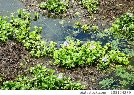 Water hyacinth has reached summer Water hyacinth has reached summer 108134279