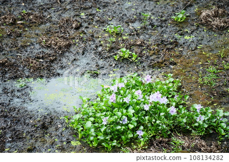 Water hyacinth that grows naturally in the pond 108134282