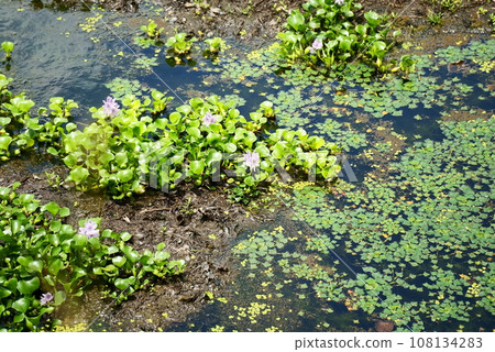 Water hyacinth flowers growing in clusters in the pond 108134283