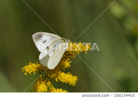 賞花昆蟲 粉蝶科 菜粉蝶 夏型 ♀ 108134403