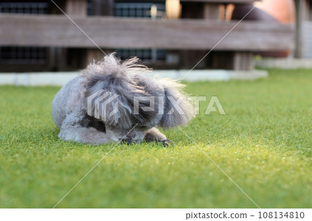 A silver toy poodle sitting on the grass is grooming itself, licking and biting its front paws. A silver toy poodle sitting on the grass is grooming itself, licking and biting its front paws. 108134810