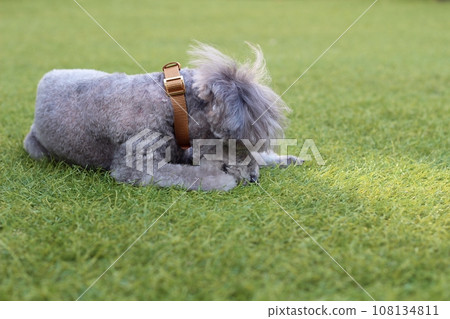 A silver toy poodle sitting on the grass is grooming itself, licking and biting its front paws. A silver toy poodle sitting on the grass is grooming itself, licking and biting its front paws. 108134811
