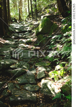 舊東海道(舊箱根街)鵝卵石路 舊東海道(舊箱根街)鵝卵石路 108135265