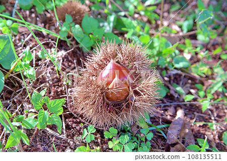 Igakuri Igakuri 108135511