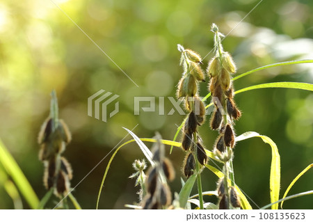 Natural plant Raccoon bean, the whole body is covered with brown hair. In particular, the hair on the calyx is brown and dense, is this a gatanuki? Natural plant Raccoon bean, the whole body is covered with brown hair. In particular, the hair on the calyx is brown and dense, is this a gatanuki? 108135623