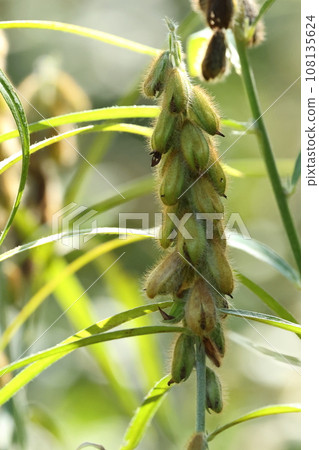 天然植物貉子,葉單而線形。沒有花或果實,它看起來不像豆科植物。 天然植物貉子,葉單而線形。沒有花或果實,它看起來不像豆科植物。 108135624