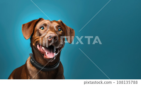 Advertising portrait, banner, looking straight funny brown labrador dog, funny look with open mouth, isolated on orange background. High quality illustration 108135788