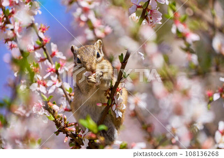 Cherry blossoms and chipmunks: A spring natural scene, a cute wild animal. 108136268