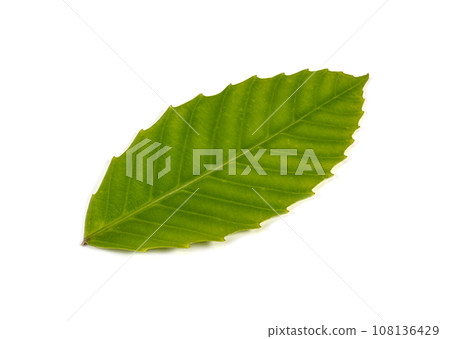 Single isolated leaf on a white background Single isolated leaf on a white background 108136429