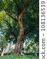 Huge tree, a big banyan tree with intertwined aerial roots (ficus benjamina). Big banyan tree in a park in Bangkok, Thailand. 108136539