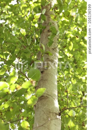 天然植物:山毛櫸,具有美麗的灰白色且光滑的樹皮。可以長成一棵高達30公尺的大樹。 天然植物:山毛櫸,具有美麗的灰白色且光滑的樹皮。可以長成一棵高達30公尺的大樹。 108136599