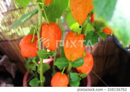 cute orange physalis cute orange physalis 108136762