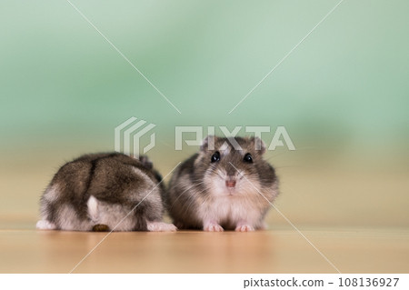 Closeup of two small funny miniature jungar hamsters sitting on a floor. Fluffy and cute Dzhungar rats at home. 108136927