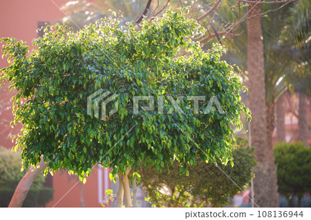 Closeup of green tropical plants in summer garden Closeup of green tropical plants in summer garden 108136944