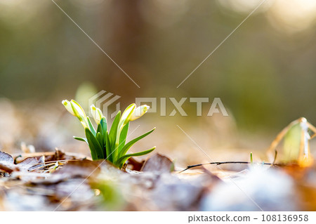 Close up view of small fresh snowdrops flowers growing among dry leaves in forest. First spring plants in woods. Close up view of small fresh snowdrops flowers growing among dry leaves in forest. First spring plants in woods. 108136958