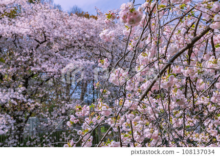 Cherry blossoms in the Zempukuji River green area Tokyo spring scenery Cherry blossoms in the Zempukuji River green area Tokyo spring scenery 108137034