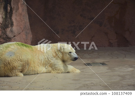 Polar bear of a zoo 108137409