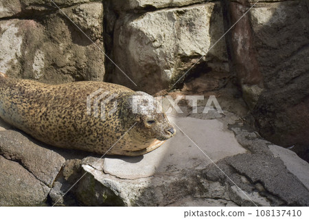 Zoo seal Zoo seal 108137410