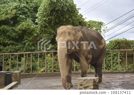 Asian elephant in the zoo Asian elephant in the zoo 108137411