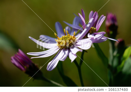 Nokongiku on the Shinano River Yasuragi embankment 108137480