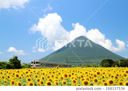Scenery of a train arriving at Nishioyama Station with sunflowers in bloom 108137536