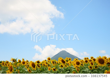 Kaimondake peeking out from the sunflowers in full bloom 108137545