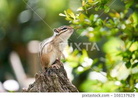 A chipmunk staring at something on a tree 108137629