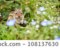 粉蝶和花栗鼠 108137630