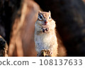 花栗鼠凝視 108137633