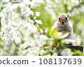 花栗鼠在白色的花叢中凝視著我 108137639