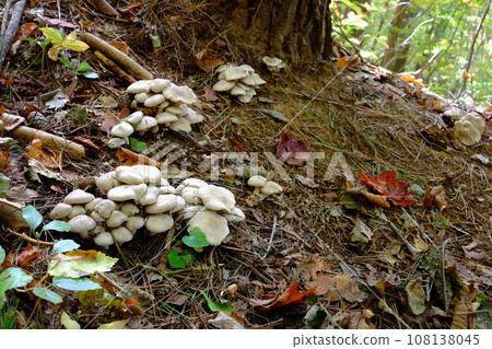 Autumn after the intense heat of 2023: Landscape with standing Honshimeji mushrooms 108138045