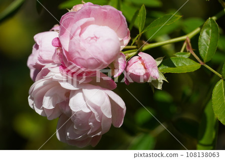 Rosanberry Tawada and autumn flowers 108138063
