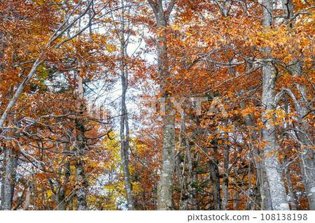 山形藏王秋天,藏王山脈秋葉景觀,山形縣山形市 山形藏王秋天,藏王山脈秋葉景觀,山形縣山形市 108138198