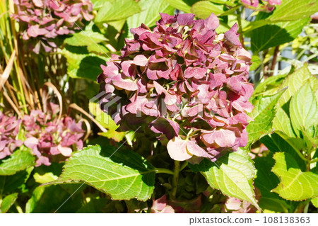 Rosanberry Tawada and autumn flowers 108138363