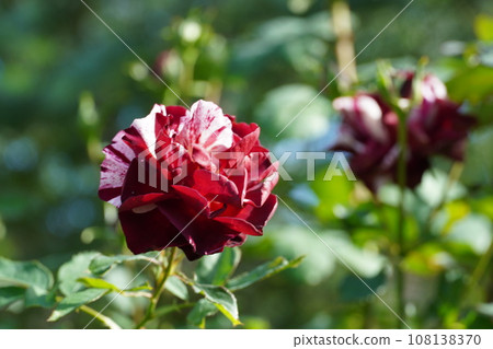 Rosanberry Tawada and autumn flowers 108138370