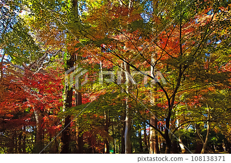 Multicolored autumn 108138371