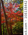 Autumn in Ichikawa City 108138442