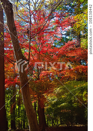 Autumn in Ichikawa City 108138442