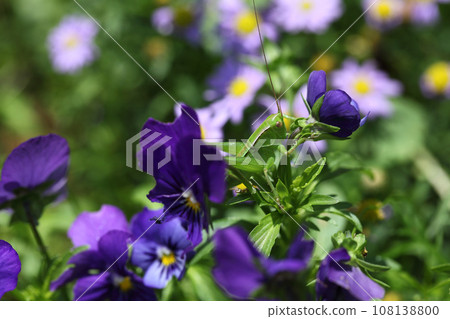 grasshopper and pansy buds 108138800