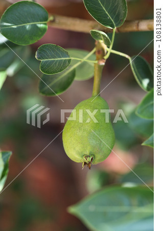 pear blue fruit 108138801