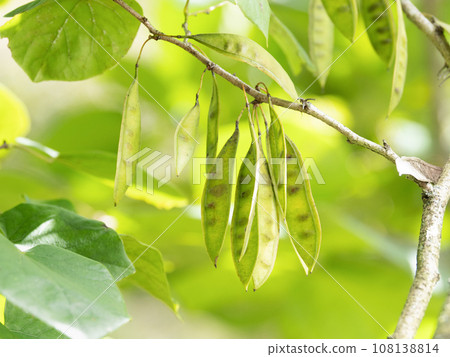 紫荊花 紫荊花 108138814