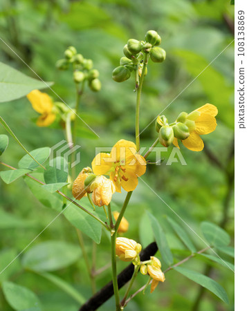 羽布總之花 羽布總之花 108138869