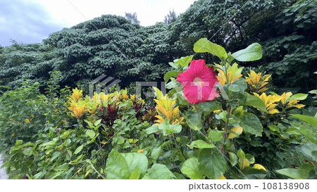 A single beautiful tropical flower blooming in the bushes of Ishigaki Island in October 108138908