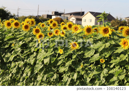 Sunflowers blooming in the autumn park 108140123
