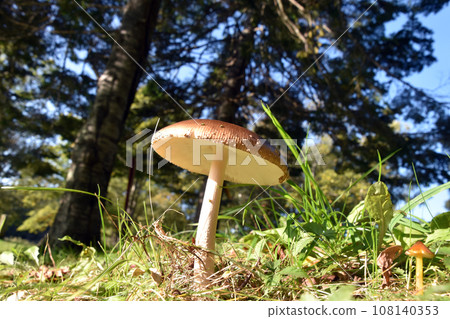 Amanita mushroom 108140353