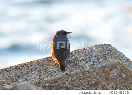 沐浴在夕陽下的棕色斑點鵯 沐浴在夕陽下的棕色斑點鵯 108140356