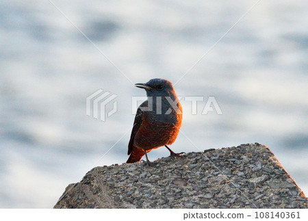 A brown-spotted bulbul bathing in the setting sun 108140361
