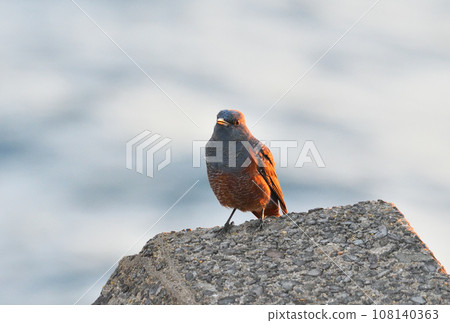 A brown-spotted bulbul bathing in the setting sun 108140363