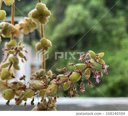 多肉-臥地延命草 108140384
